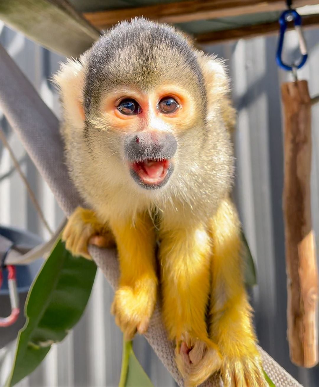 Sydney Zoo November Public Day Tour November 2022 Image -636ff9dbeb7dd